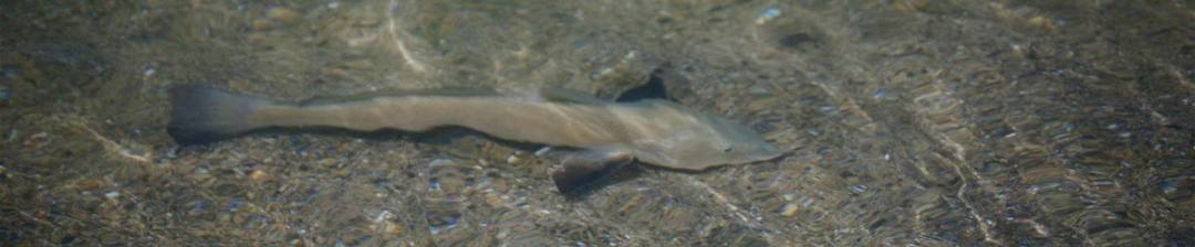 Corbina cruising the skinny water